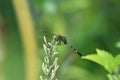 Green dragonflies above the flowers that are in bloom Royalty Free Stock Photo