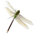 Green Dragonfly