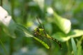 Green Dragonfly