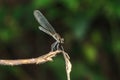 Green dragonfly On the branches Royalty Free Stock Photo