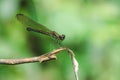 Green dragonfly On the branches Royalty Free Stock Photo