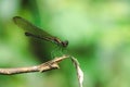 Green dragonfly On the branches Royalty Free Stock Photo