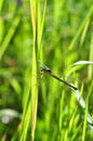 Green dragonfly clings to a blade of grass