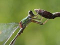 A green dragonfly clings to a flower bud