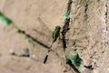 green dragonfly insect alight at rock wall, close up view Royalty Free Stock Photo