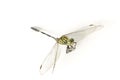 Green Dragonfly Isolated White Background