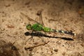 A Green Dragonfly Closeup