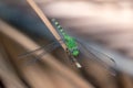 Green Dragonfly landing on a twig Royalty Free Stock Photo