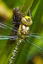 Green dragonfly and nymph