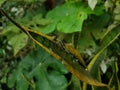 A green dragonfly, (Ophiogomphus cecilia), perches on the leaf of a currant bush