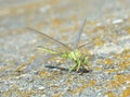 Green dragonfly (Ophiogomphus cecilia)