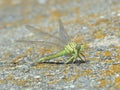 Green dragonfly (Ophiogomphus cecilia)