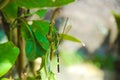 Green dragonfly or Orthetrum Sabina