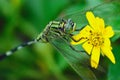 Green dragonfly perch on the yellow flower