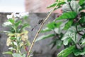 A green dragonfly perched on a flower stalk Royalty Free Stock Photo