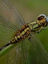 Green dragonfly perched on the grass