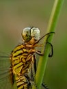 Green dragonfly perched on the grass