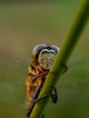 Green dragonfly perched on the grass