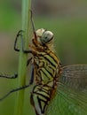 Green dragonfly perched on the grass