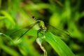 A Green Dragonfly Royalty Free Stock Photo