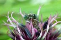 Green Dragonfly on purple flower. Macro photography