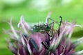 Green Dragonfly on purple flower. Macro photography