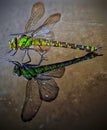 Green dragonfly reflection