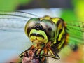 Green Dragonfly is relaxing on a tree branch, while waiting for prey. Royalty Free Stock Photo