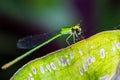 Green dragonfly Royalty Free Stock Photo