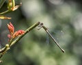 Green Dragonfly