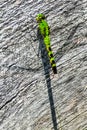 Green Dragonfly with Shadow on Wooden Texture