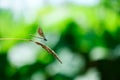 A green dragonfly sits on a blade of grass