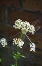 Green dragonfly sitting on blooming common Valerian Valeriana officinalis Royalty Free Stock Photo