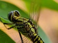 Green dragonfly Wing