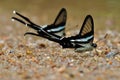 Green dragontail butterfly