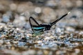 Green dragontail butterfly Royalty Free Stock Photo