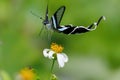 The Green Dragontail butterfly gathering pollen and flying Royalty Free Stock Photo