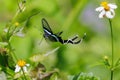 The Green Dragontail butterfly gathering pollen and flying Royalty Free Stock Photo