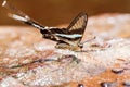 Green Dragontail Butterfly pee on salt lick Royalty Free Stock Photo