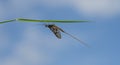 Green Drake Mayfly Ephemera danica male in spring with blue sky background