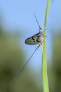 Imago of the male of the green drake or green drake mayfly - Ephemera danica