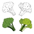 Green drawn broccoli, sketch style. Vegetable illustration