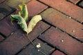 Green dried leaf on red bricks Royalty Free Stock Photo