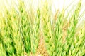 Green and dry Ears of oats barley rye or wheat Royalty Free Stock Photo