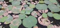 Green and Dry Leaves of Indian Lotus Flower Floating on Lake Water Surface
