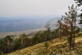 Green dry old trees after a fire stand against the background of the shore of lake Baikal in fog, smoke, top view