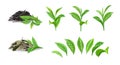 Green dry tea. Realistic bush foliage on branch and separate leaves. Morning drink closeup mockup. Dried plant heaps for