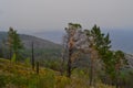 Green dry trees stand against the background of the shore of lake Baikal in the fog, in smoke, warm light Royalty Free Stock Photo