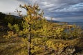 Green dry trees stand on mountain against background of the shore of lake Baikal in the fog Royalty Free Stock Photo