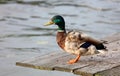 Green duck drake mallard in Amsterdam, The Nederlands Royalty Free Stock Photo